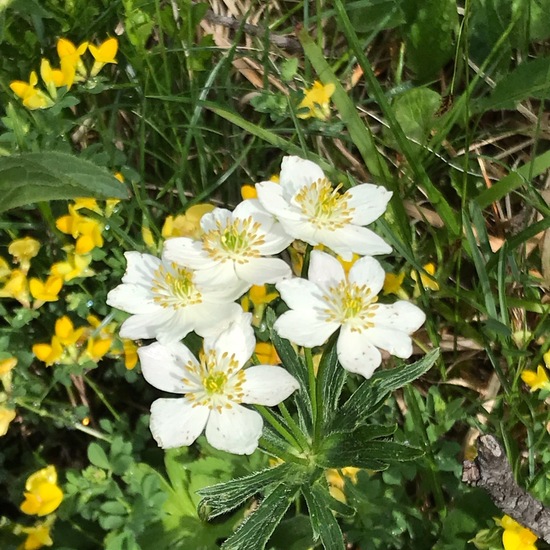 Anemonastrum narcissiflorum: Plant in habitat Mountain meadows in the NatureSpots App