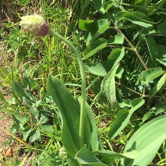 Allium victorialis: Plant in habitat Mountain meadows in the NatureSpots App