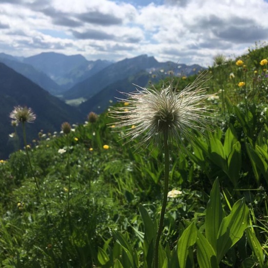 Pulsatilla alpina: Plant in habitat Mountain meadows in the NatureSpots App