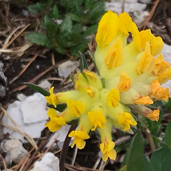 Anthyllis vulneraria: Plant in habitat Rock areas in the NatureSpots App