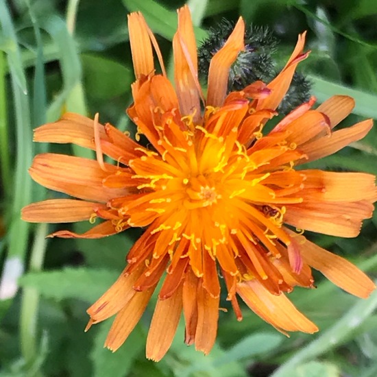 Crepis aurea: Plant in habitat Mountain meadows in the NatureSpots App