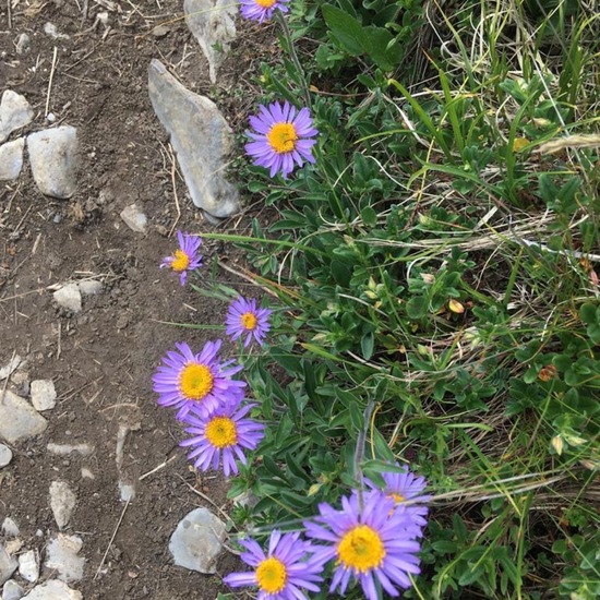 Aster alpinus: Plant in habitat Mountain meadows in the NatureSpots App