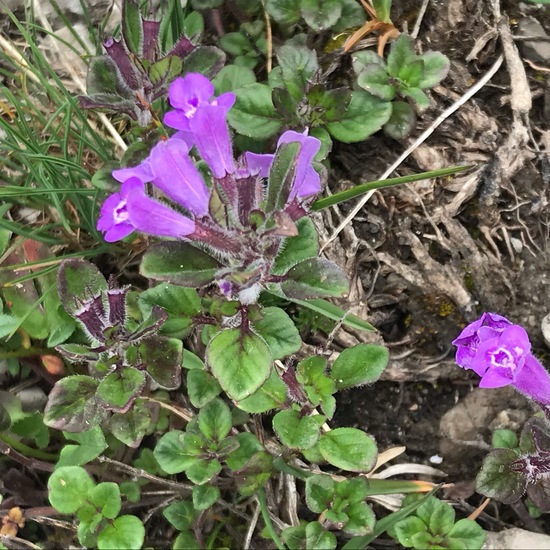 Acinos alpinus: Plant in habitat Rock areas in the NatureSpots App