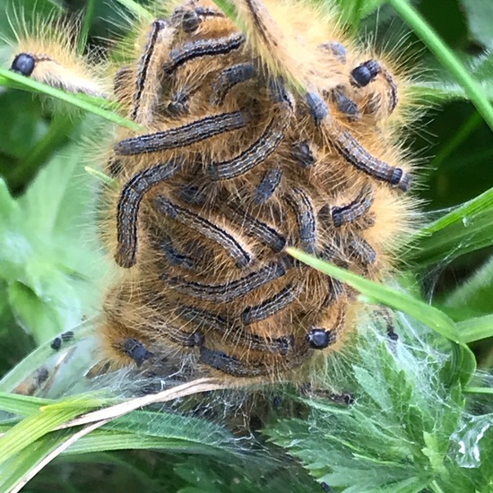 Lepidoptera: Animal in habitat Mountain meadows in the NatureSpots App