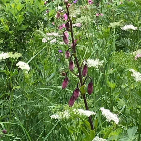 Lilium martagon: Plant in habitat Mountain meadows in the NatureSpots App