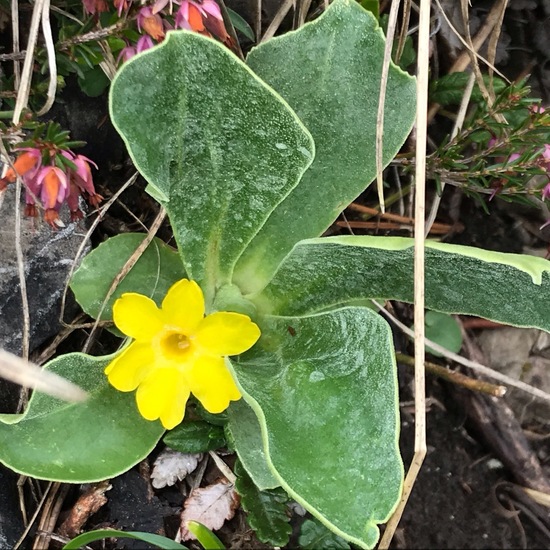 Primula auricula: Plant in habitat Rock areas in the NatureSpots App