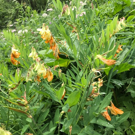 Lathyrus laevigatus: Plant in habitat Mountain meadows in the NatureSpots App