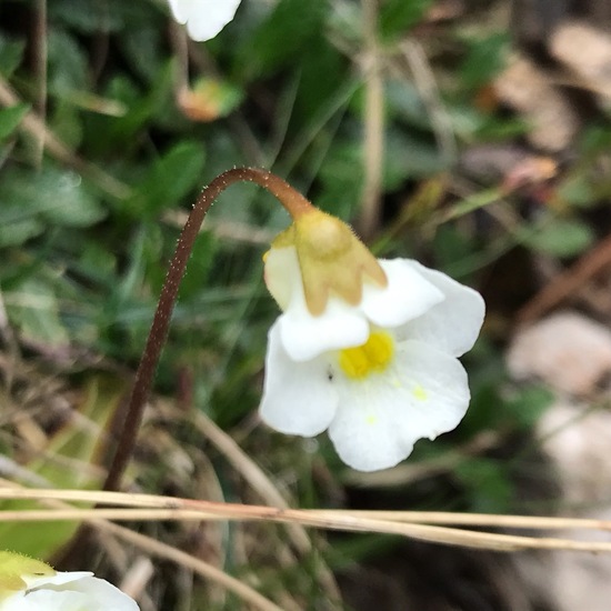 Pinguicula alpina: Plant in habitat Rock areas in the NatureSpots App