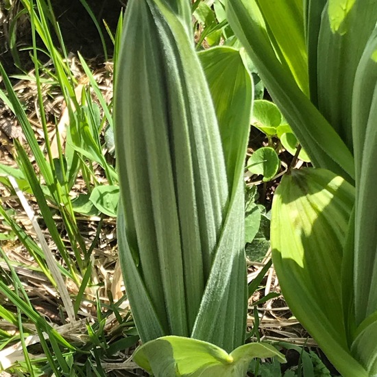 Great yellow gentian: Plant in habitat Mountain meadows in the NatureSpots App