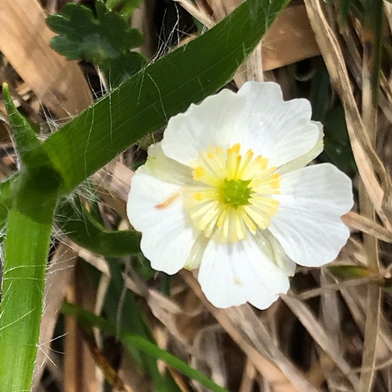 Ranunculus alpestris: Plant in habitat Mountain meadows in the NatureSpots App