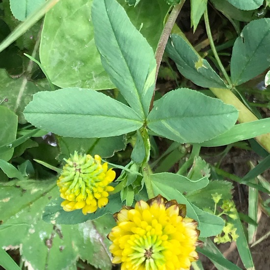 Trifolium badium: Plant in habitat Mountain meadows in the NatureSpots App