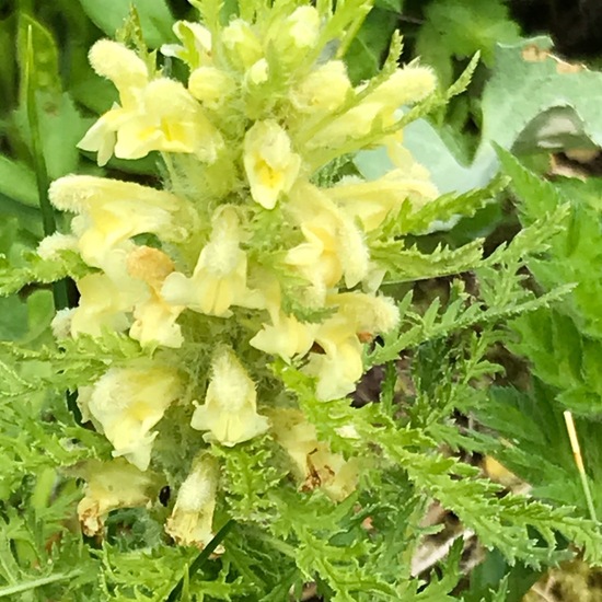 Pedicularis foliosa: Plant in habitat Mountain meadows in the NatureSpots App