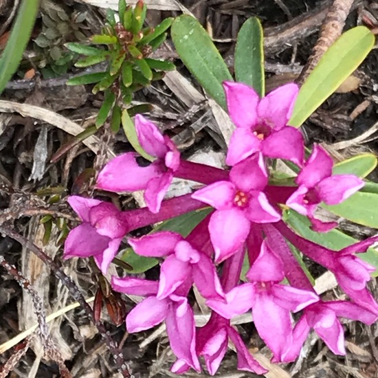 Daphne striata: Plant in habitat Rock areas in the NatureSpots App