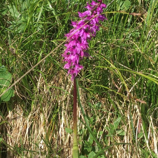 Early purple orchid: Plant in habitat Mountain meadows in the NatureSpots App