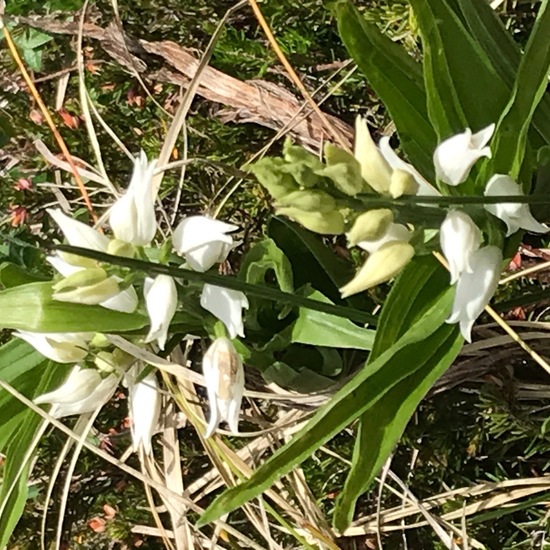 Cephalanthera longifolia: Plant in habitat Mountain meadows in the NatureSpots App