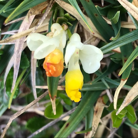 Polygala chamaebuxus: Plant in habitat Rock areas in the NatureSpots App