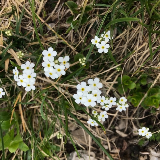 Androsace chamaejasme: Plant in habitat Rock areas in the NatureSpots App