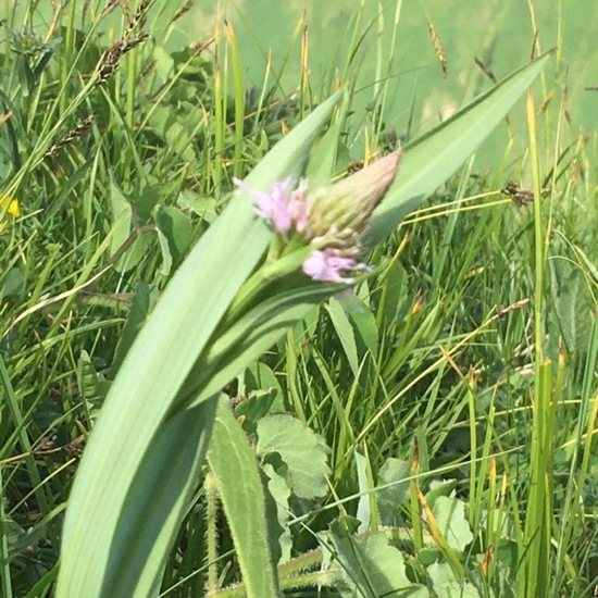 Traunsteinera globosa: Plant in habitat Mountain meadows in the NatureSpots App