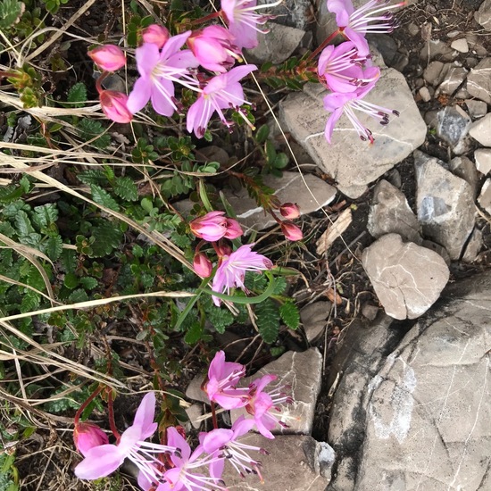 Rhodothamnus chamaecistus: Plant in habitat Rock areas in the NatureSpots App