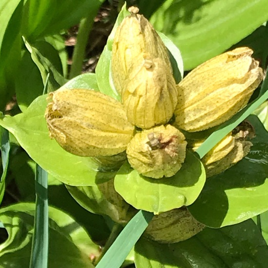 Great yellow gentian: Plant in habitat Mountain meadows in the NatureSpots App