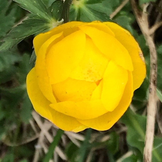 Trollius europaeus: Plant in habitat Mountain meadows in the NatureSpots App