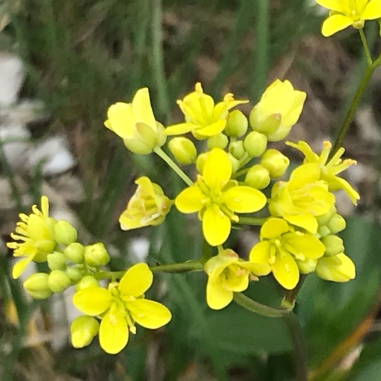 Biscutella laevigata: Plant in habitat Rock areas in the NatureSpots App