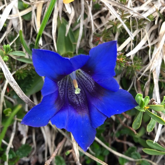 Gentiana clusii: Plant in habitat Rock areas in the NatureSpots App