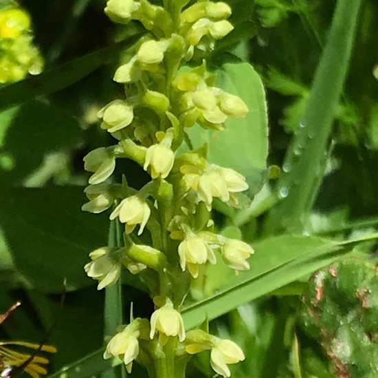 Pseudorchis albida: Plant in habitat Mountain meadows in the NatureSpots App