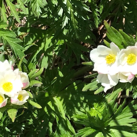 Anemonastrum narcissiflorum: Plant in habitat Mountain meadows in the NatureSpots App