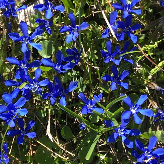 Gentiana verna: Plant in habitat Rock areas in the NatureSpots App