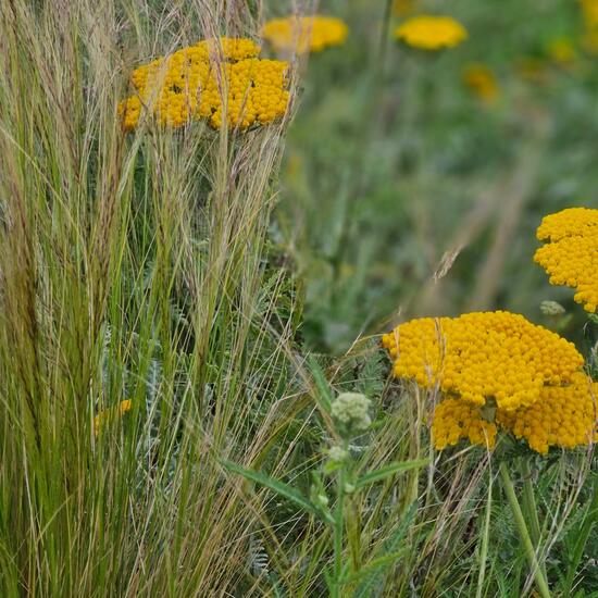 Achillea filipendulina: Plant in habitat Park in the NatureSpots App