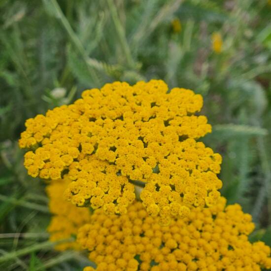 Achillea filipendulina: Plant in habitat Park in the NatureSpots App