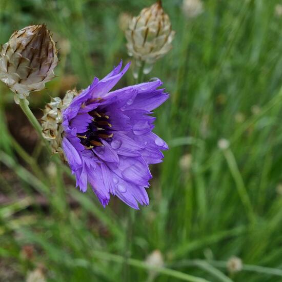 Catananche caerulea: Plant in habitat Park in the NatureSpots App