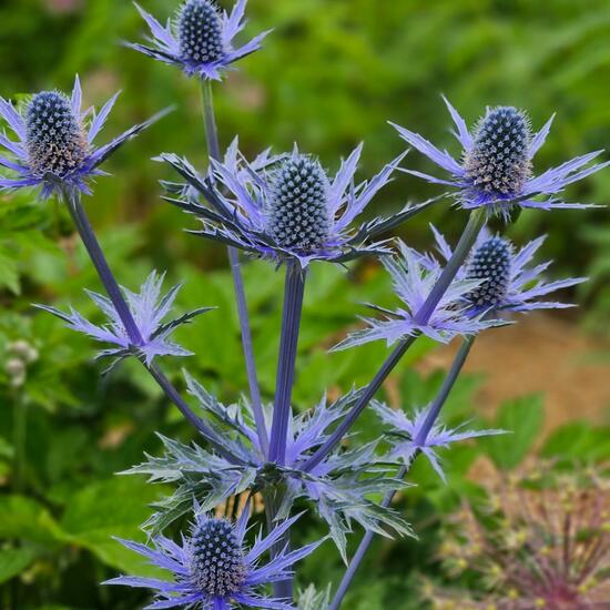 Eryngium alpinum: Plant in habitat Park in the NatureSpots App