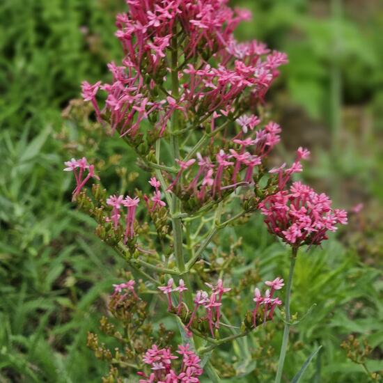 Centranthus ruber: Plant in habitat Park in the NatureSpots App