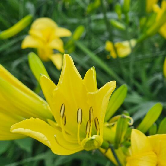 Lilium bulbiferum: Plant in habitat Park in the NatureSpots App