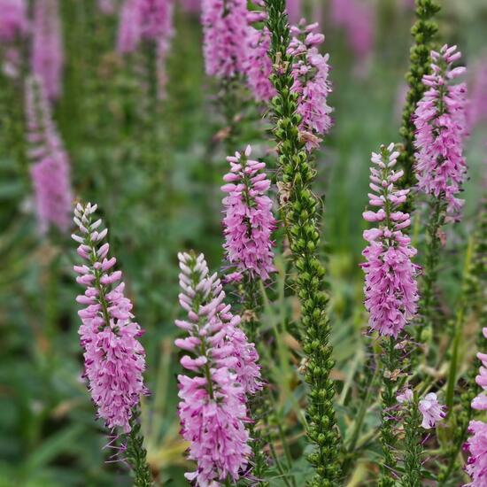 Veronica spicata: Plant in habitat Park in the NatureSpots App