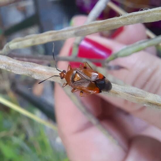 Deraeocoris ruber: Animal in nature in the NatureSpots App