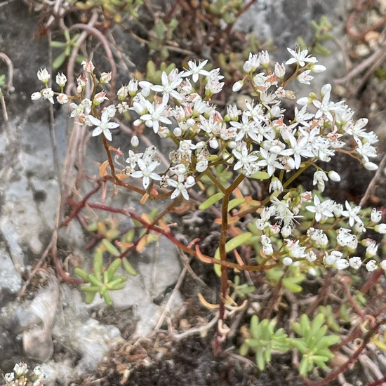 Sedum album subsp. album: Plant in habitat Riparian forest in the NatureSpots App