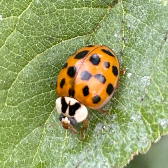 Harmonia axyridis: Animal in habitat Buffer strip in the NatureSpots App