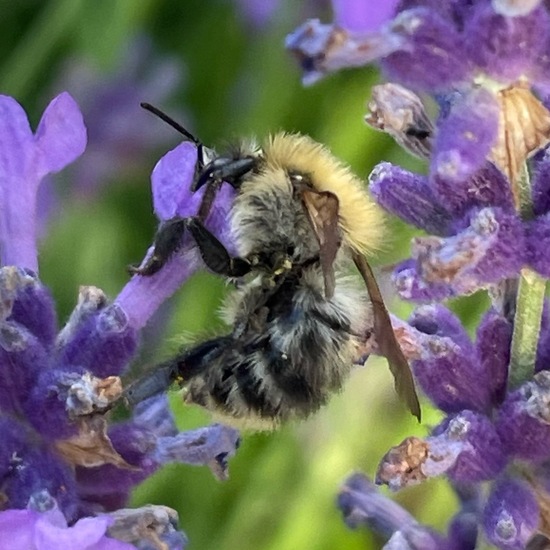 Bombus pascuorum: Animal in habitat Garden in the NatureSpots App