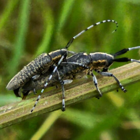 Agapanthia villosoviridescens: Animal in habitat Natural Meadow in the NatureSpots App