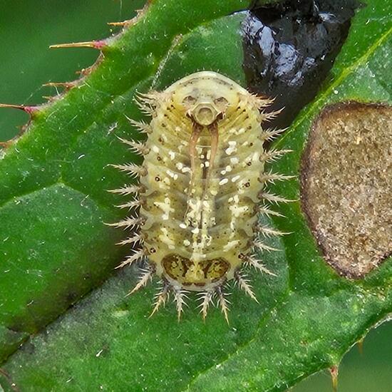 Thistle tortoise beetle: Animal in habitat Garden in the NatureSpots App