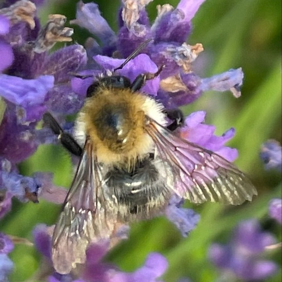 Bombus pascuorum: Animal in habitat Garden in the NatureSpots App