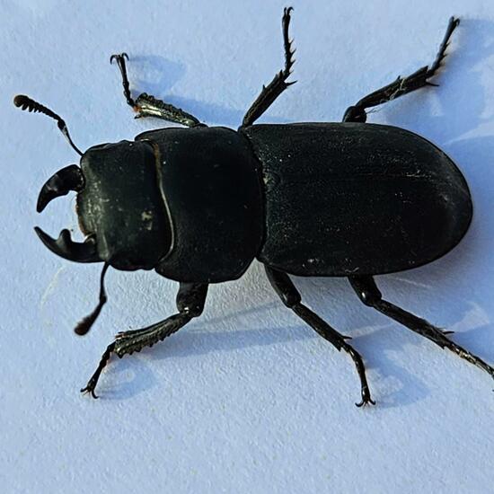 Dorcus parallelipipedus: Animal in habitat Grassland in the NatureSpots App