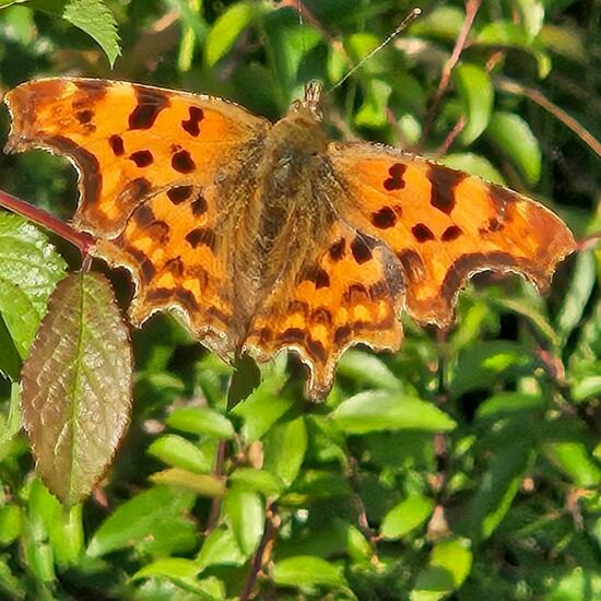 Polygonia c-album: Animal in habitat Grassland in the NatureSpots App