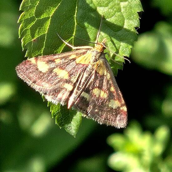 Pyrausta purpuralis: Animal in habitat Grassland in the NatureSpots App