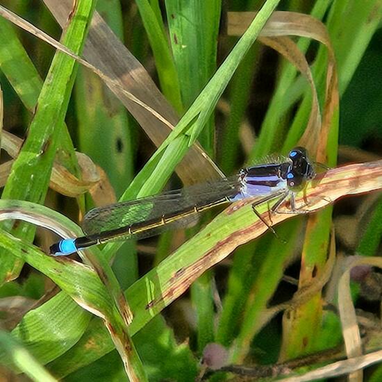 Blue-tailed damselfly: Animal in habitat Natural Meadow in the NatureSpots App