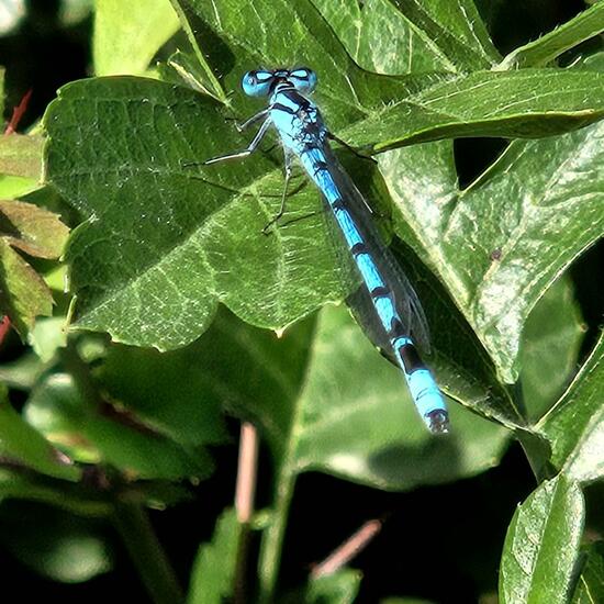 Enallagma cyathigerum: Animal in habitat Grassland in the NatureSpots App