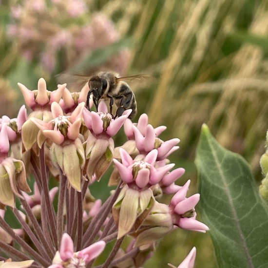 Asclepias syriaca: Plant in habitat Buffer strip in the NatureSpots App